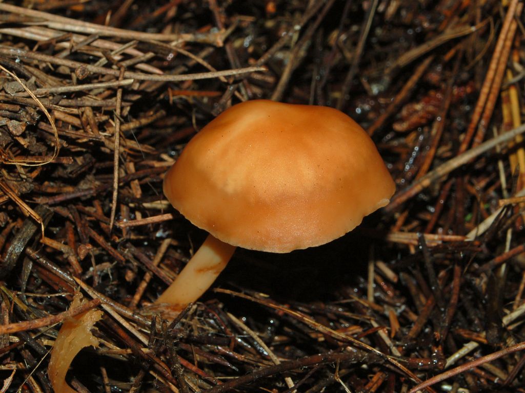 Da determinare (cfr. Gymnopus dryophilus)